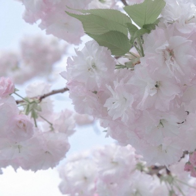 虹口FurryQQ群介绍